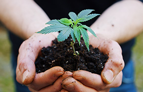 CBD IV Therapy in Hurst, TX